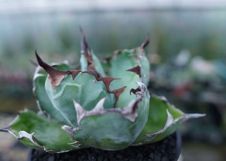 アガベ　チタノタ　 ブラックアンドブルー 　Agave titanota black and blue　No.1
