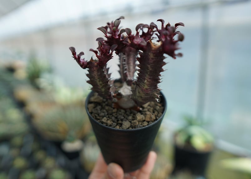 ユーフォルビア トリゴナ Euphorbia trigona | mana's farm:塊根