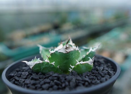アガベ　チタノタ　白火焔　agave titanota white fire　No.2
