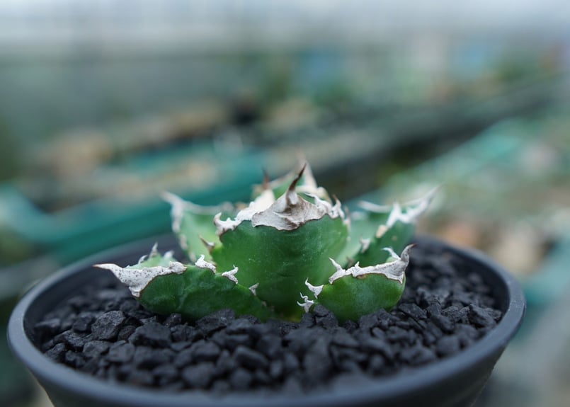 アガベ チタノタ 白火焔 agave titanota white fire No.2 | m アガベ チタノタ 白火焔 agave titanota white fire No.2 | m