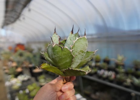 agave titanota ブラック＆ブルー　No.3