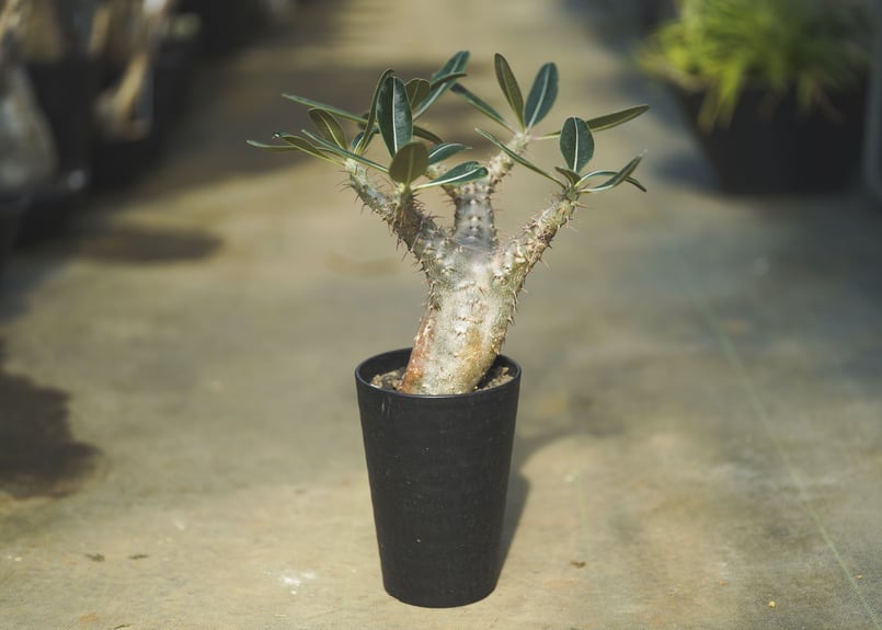 パキポディウム カクチペス | mana's farm:塊根植物・アガベ・ドライ