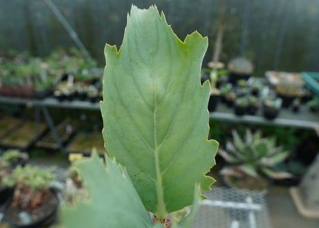 キフォステンマ　ユッタエ　Cyphostemma juttae