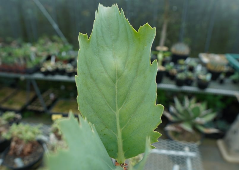 キフォステンマ ユッタエ Cyphostemma juttae | mana's green: キフォステンマ ユッタエ Cyphostemma juttae | mana's green: