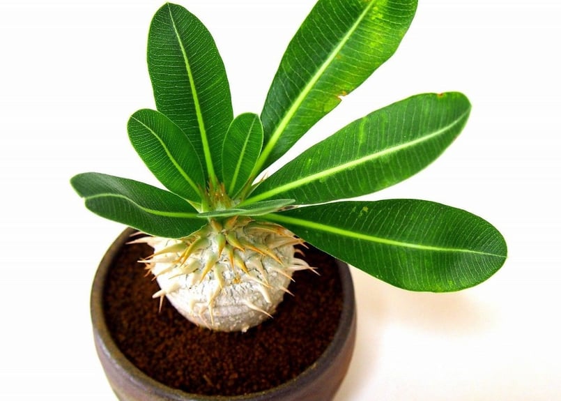 パキポディウム エブレネウム Pachypodium eburneum | mana's fa