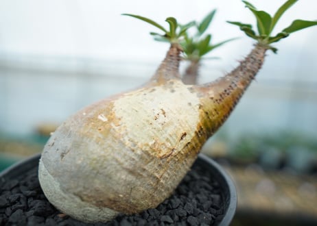 パキポディウム　グラキリス　 Pachypodium Gracilius  No.4