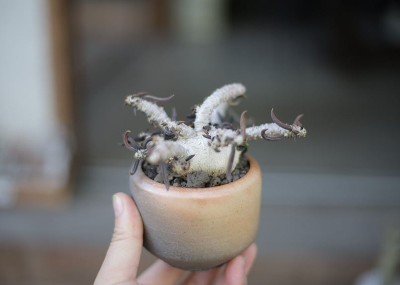 ユーフォルビア キリンドリフォリア Euphorbia cylindrifolia | man