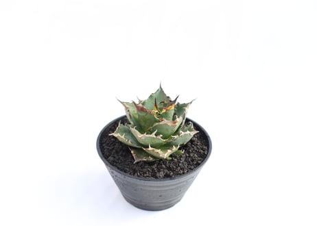 Agave titanota FO-76 compacta  no.１２