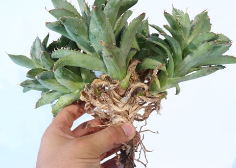 Agave titanota 'Filigree' montrose dwarf