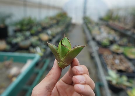 【抜き苗】アガベ　チタノタ　白鯨　Agave titanota White whale