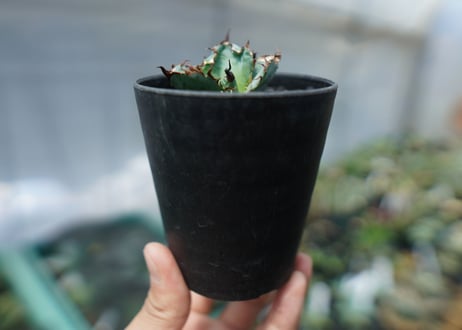 アガベ　チタノタ　 ブラックアンドブルー 　Agave titanota black and blue　No.1