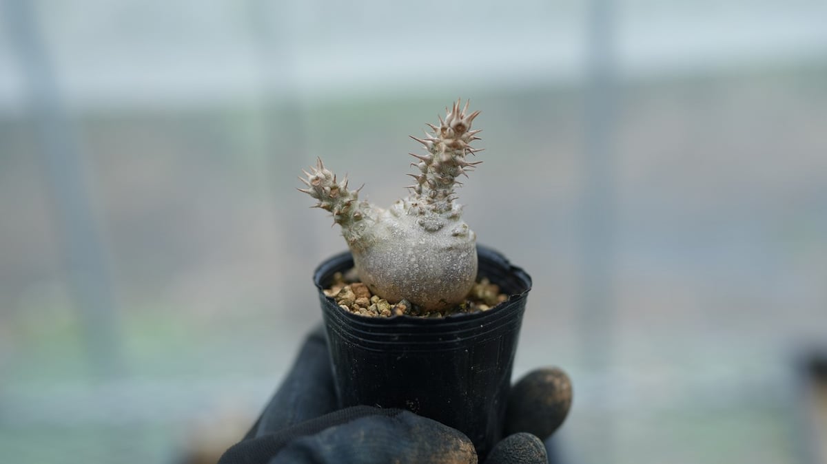 パキポディウム ウィンゾリー 沖縄実生 No.5 [2026/02/12] | mana's