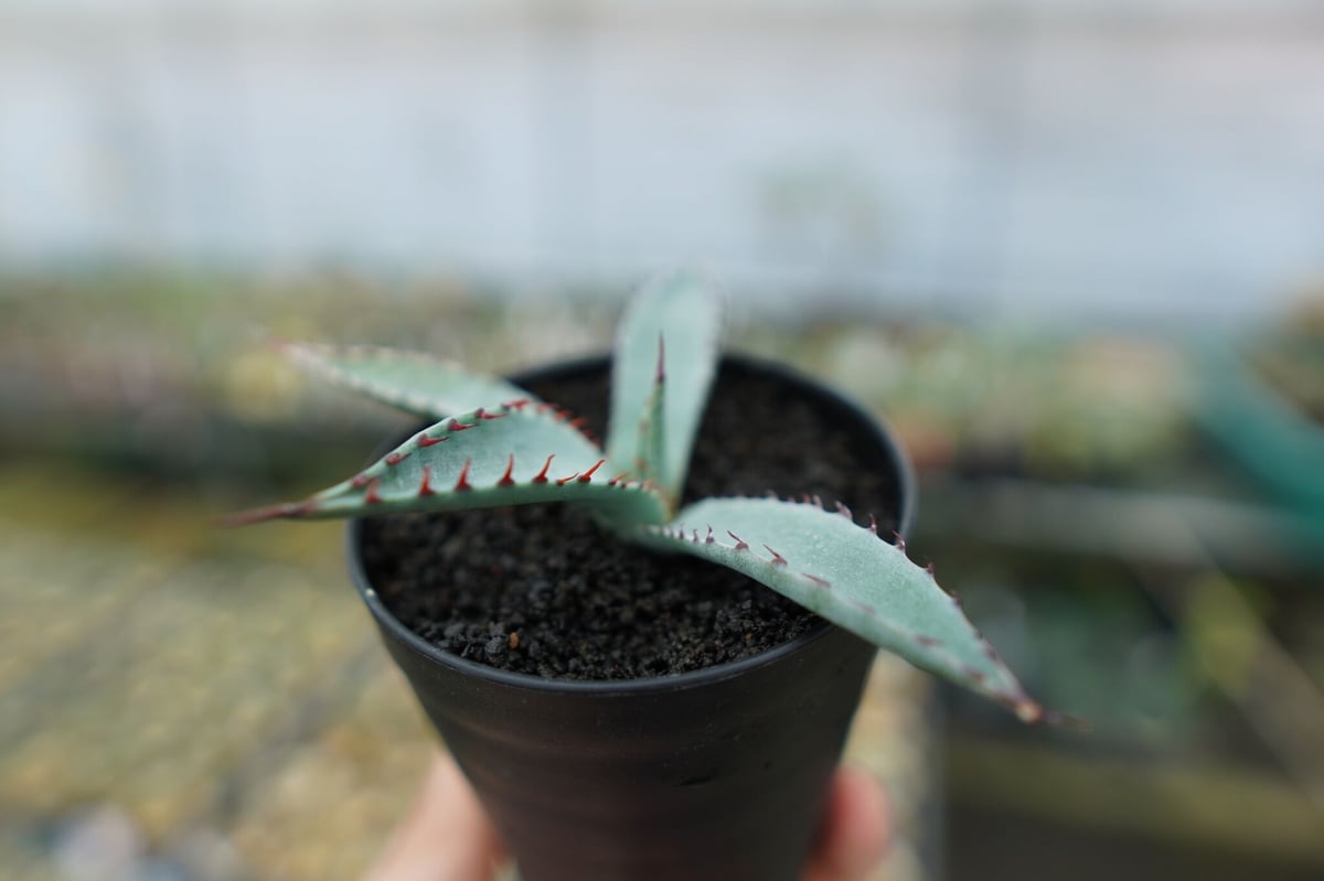 アガベ 屈原の舞扇 Agave 'Kutsugen no Maiougi' | mana's