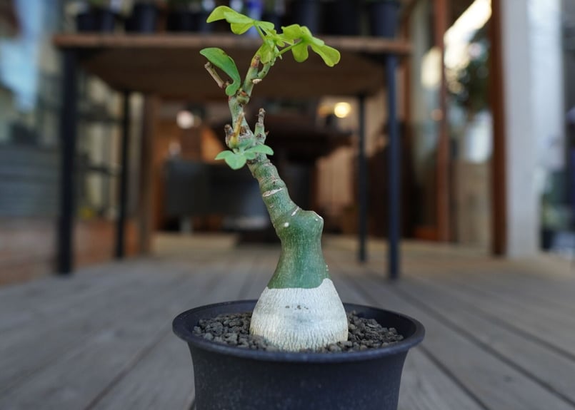 アデニア グラウカ Adenia glauca | mana's farm:塊根植物・アガベ・