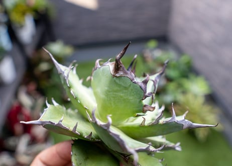 Agave ハデス 黒獄 A  NO.2