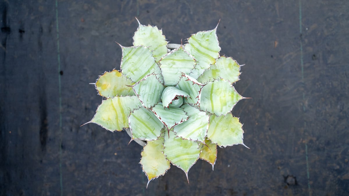 アガベ グアダラハラナ Agave guadalajarana | mana's green: アガベ グアダラハラナ Agave guadalajarana | mana's green: