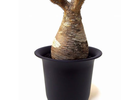 Pachypodium Gracilius パキポディウム  グラキリス  №3  little