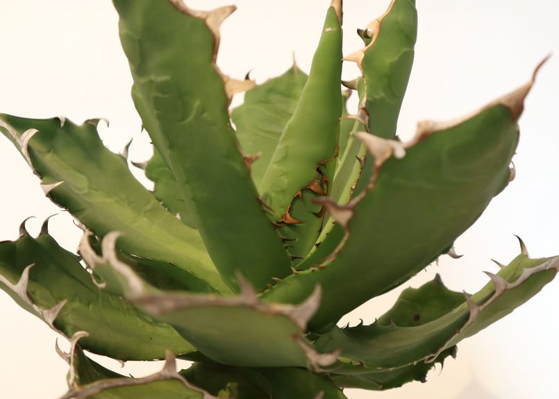 アガベ　シエラミスティカ アガベ チタノタ シエラミクティカ no.2 | mana's farm:塊根植物