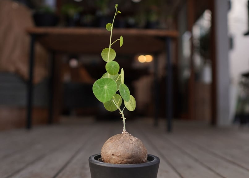 ステファニア エレクタ Stephania erecta | mana's farm:塊根植物