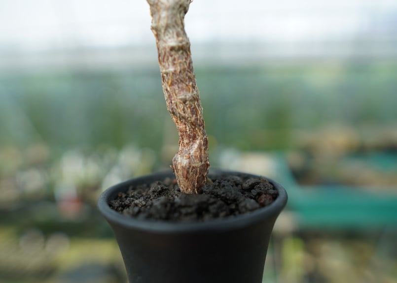 センナ メリディオナリス Senna meridionalis | mana's farm:塊