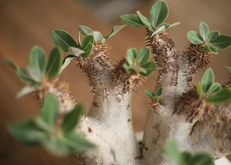 パキポディウム　デンシフローラム　Pachypodium densiflorum