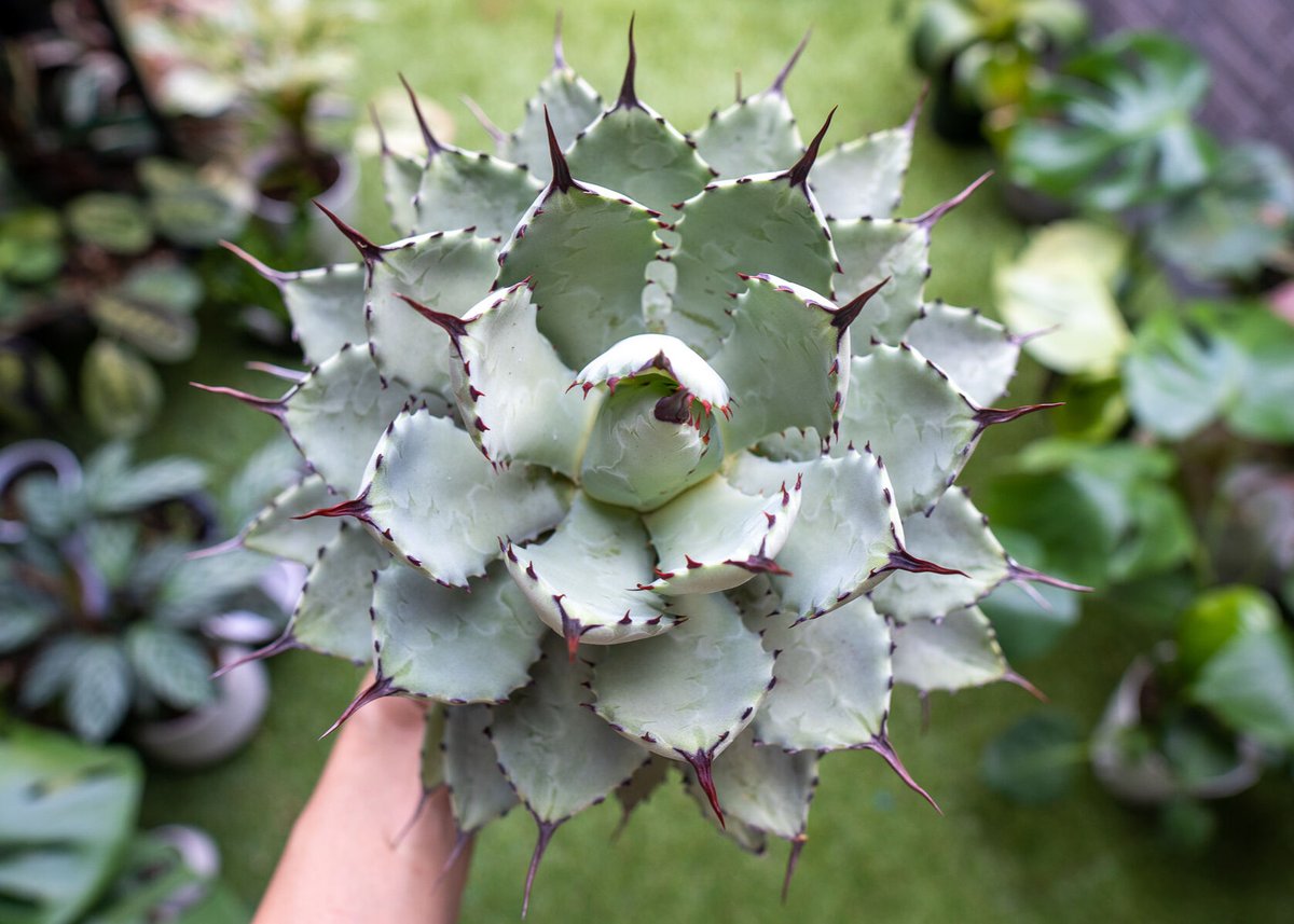 Agave potatorum✖️macroacantha【hybrid】　233 SHPR9312 Agave potatorum cv. Kichijokan variegated – Cactus-online