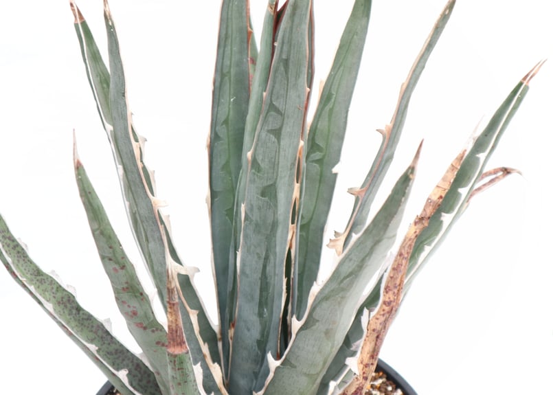 Agave difformis Swordish | mana's farm:塊根植物・アガベ