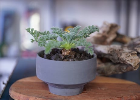 Pelargonium appendiculatum