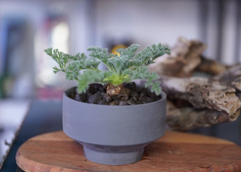 Pelargonium appendiculatum | mana's farm:塊根植物・ア