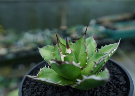 アガベ　チタノタ　Agave titanota　No.9
