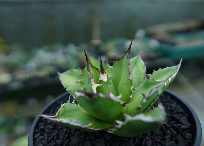 アガベ チタノタ Agave titanota No.9 | mana's farm:塊根植物
