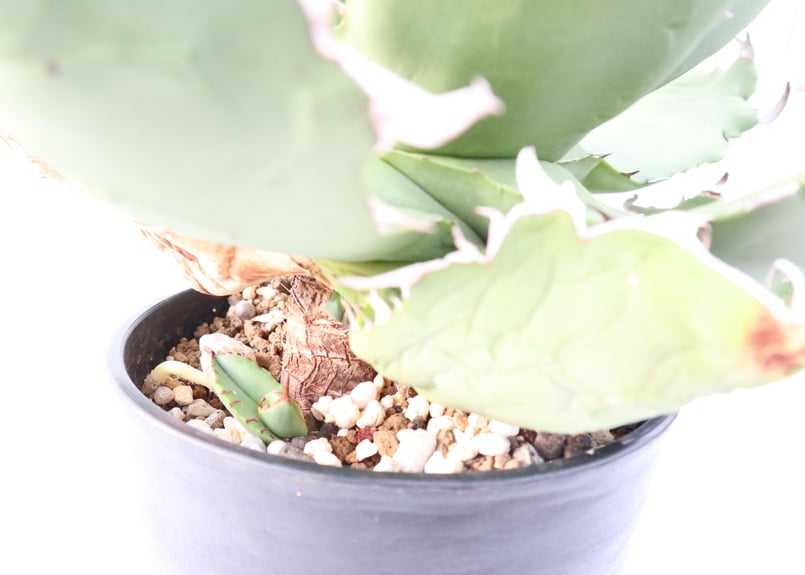 アガベ チタノタ FO76 no.10 | mana's farm:塊根植物・アガベ・ドライ