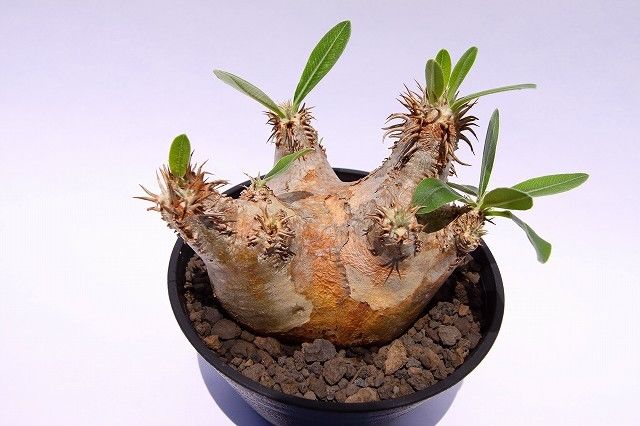 Pachypodium eburneum パキポディウム エブレネウム | mana's fa