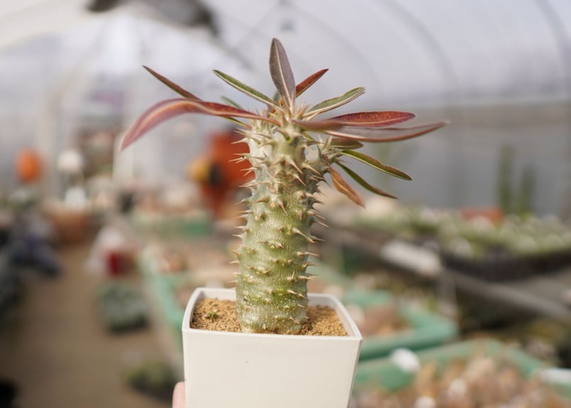 パキポディウム 伊藤ハイブリッド | mana's farm:塊根植物・アガベ