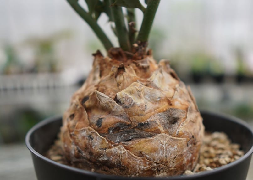 エンセファラルトス ホリダス Encephalartos horridus NO.4 |