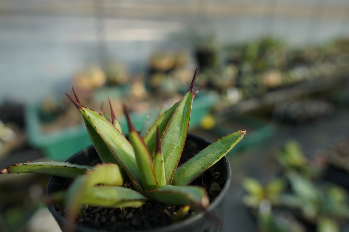 アガベ リトルシャーク Agave Little Shark | mana's farm:塊根