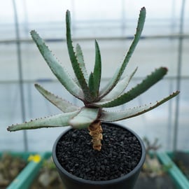 ハオルチア・アロエなど多肉植物を多数アップします！ | mana's farm