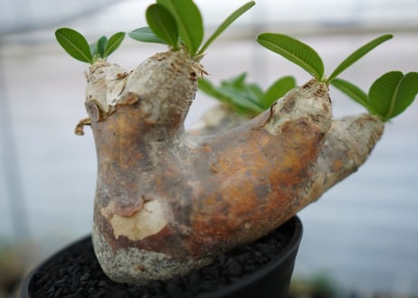パキポディウム　エブレネウム　Pachypodium eburneum　No.1