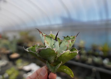 agave titanota ブラック＆ブルー　No.4