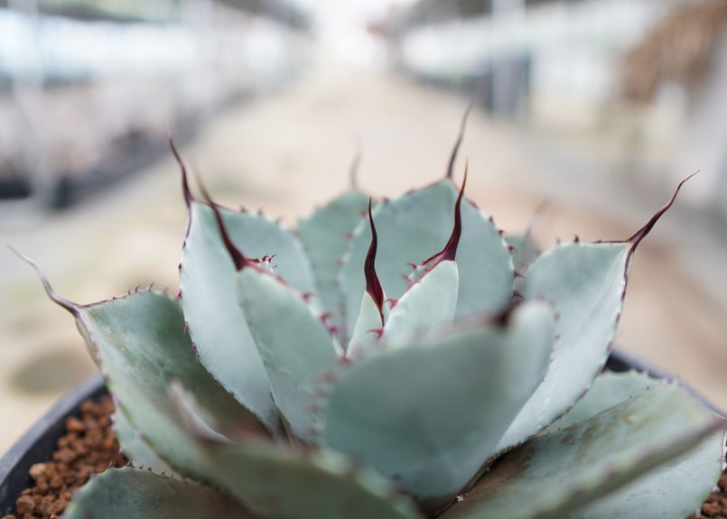 Agave parryi var. truncata | mana's farm:塊根植物・ア