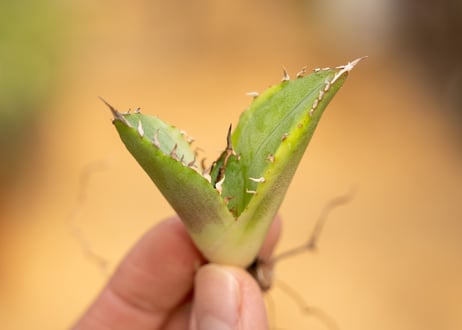 アガベ　黄覆輪　カキコ株