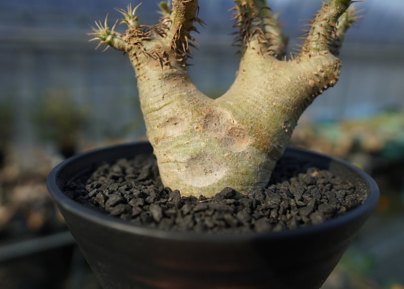 パキポディウム マカイエンセ Pachypodium makayense No.7 | man