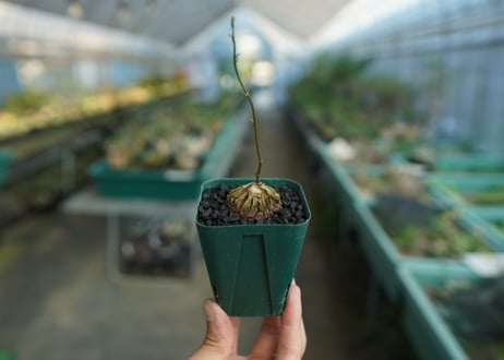亀甲竜　Dioscorea elephantipes　No.2