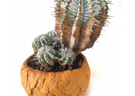 Euphorbia horrida var. zebrina　ユーフォルビア・ ゼブラホリダ　群生