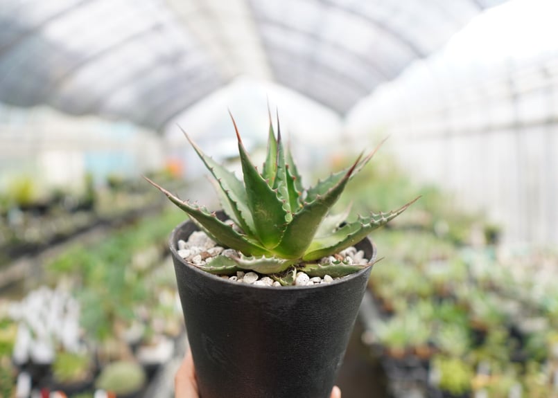 アガベ モンタナ | mana's farm:塊根植物・アガベ・ドライ