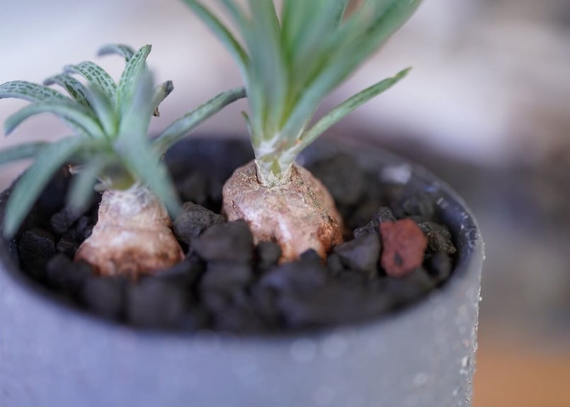 Bulbine margarethae | mana's farm:塊根植物・アガベ・ドライガ