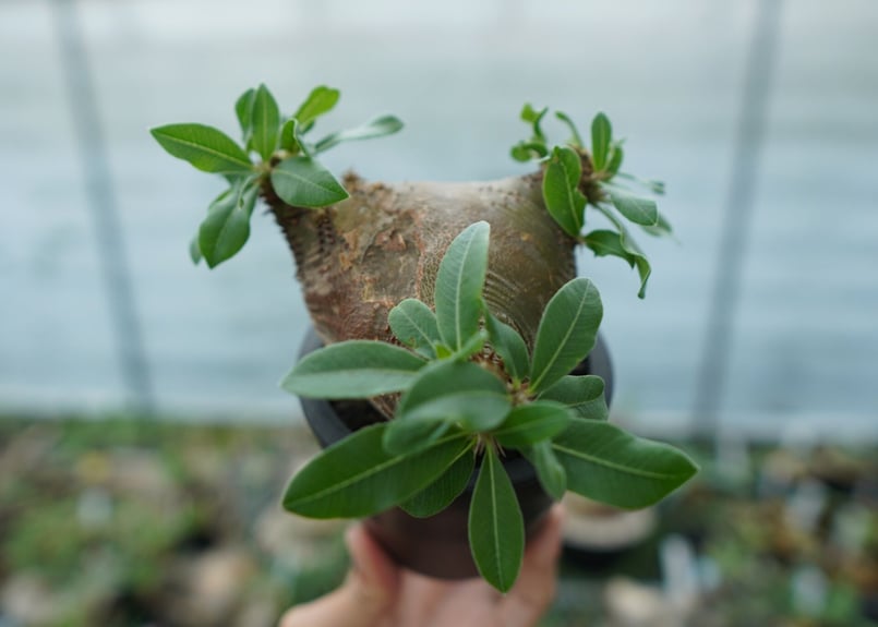 パキポディウム マカイエンセ Pachypodium makayense No.3 | man