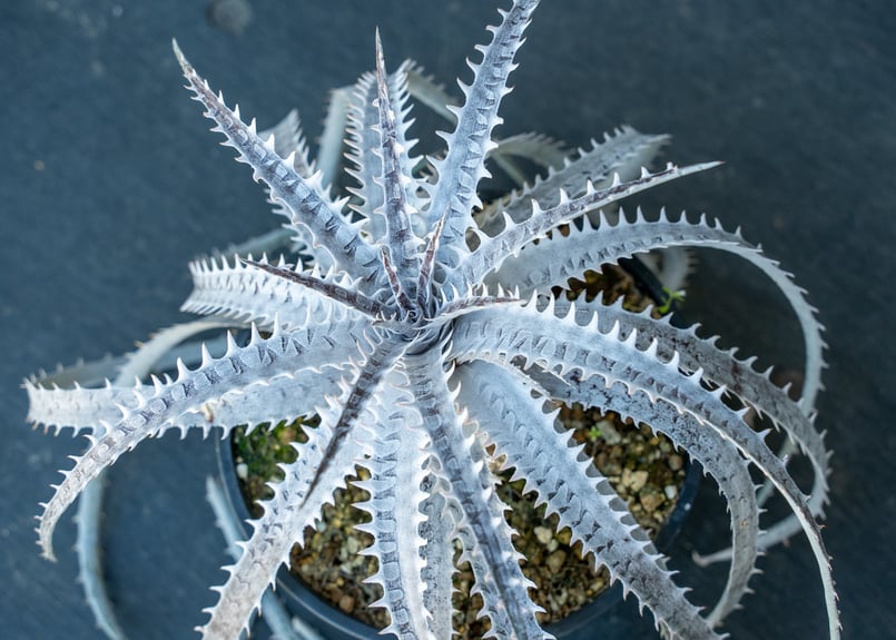 アトラデッキ アズテック 666 デッキ |部品 |アルファ プロ スクーター - Alpha Pro