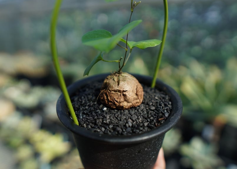 亀甲竜 Dioscorea elephantipes No.7 | mana's farm:塊