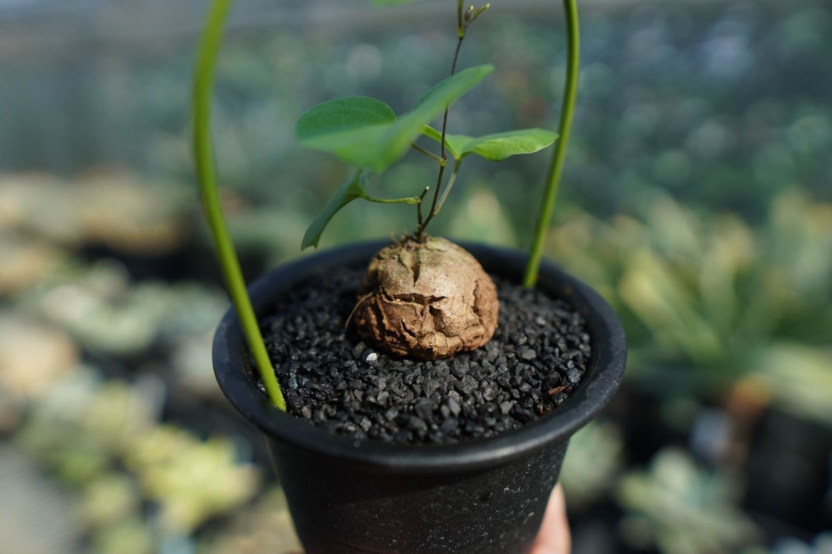 【新品未使用】OZWRT Spirit of Dioscorea 亀甲竜 精霊 新品未使用】OZWRT Spirit of Dioscorea 亀甲竜 精霊 - メルカリ